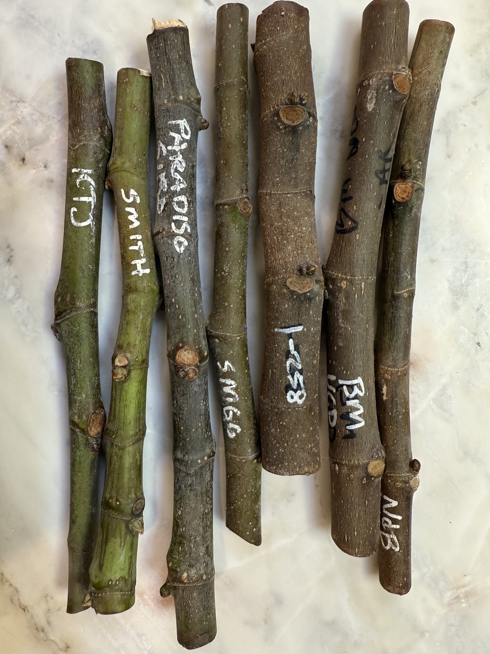 Fig cuttings ready for trading