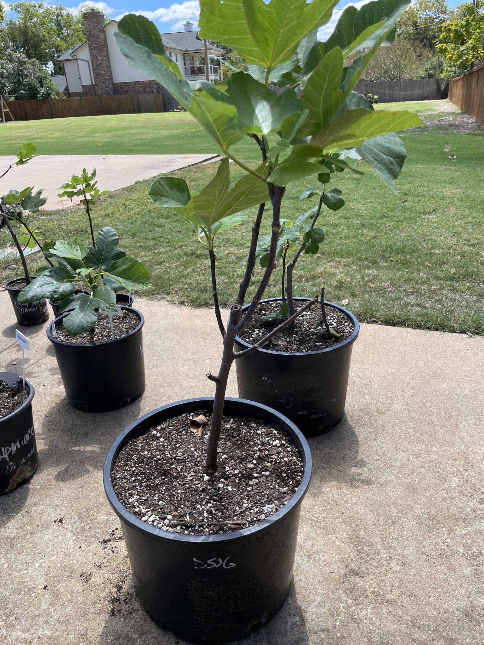A plant collection catalogued in Orchrd